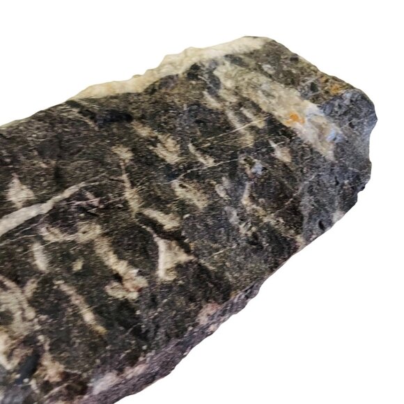 Orthoceras Fossil Specimen On Black Matrix 8 1/2" x 4" - Picture 5 of 10